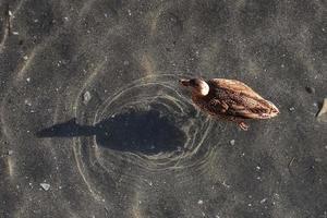 vrouw wilde eend Aan water met schaduw foto