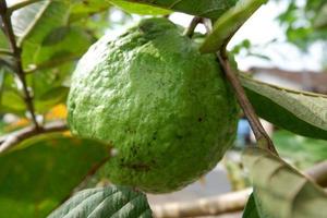 groot kristal guava Aan boom foto