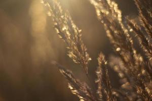 droog gras in zon. licht in veld. details van ochtend- natuur. foto