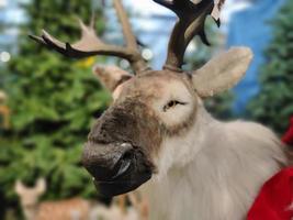 de kerstman claus rendier figuur foto