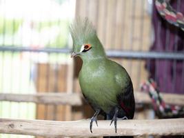 Afrikaanse groen papegaai vogel foto