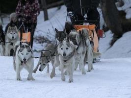 slee hond in besneeuwd bergen foto