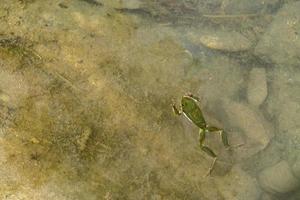 Europese gemeenschappelijk boom kikker zwemmen in een water vijver foto