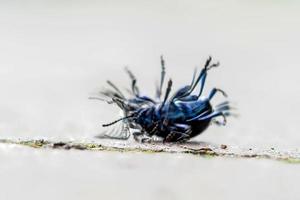 timarcha blauw ogen kever kever macro omgedraaid proberen naar omgekeerde foto