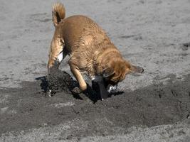 gelukkig hond cocker spaniel spelen Bij de strand foto