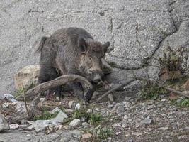 varkens koorts wild zwijn in Genua stad- bisagno rivier- stedelijk dieren in het wild foto