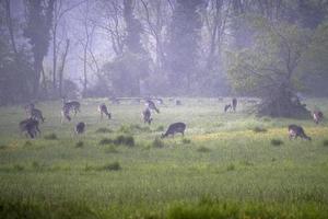 ree hert terwijl op zoek Bij u Aan de gras in een mistig avond foto