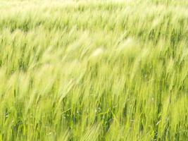 groen tarwe stekels veld- verhuisd door wind foto