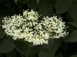 ouderling boom bloemen foto