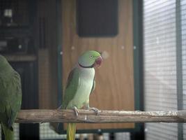 Afrikaanse groen papegaai vogel foto