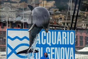 Genua, Italië - maart 4 2018 - Genua aquarium dolfijnen foto