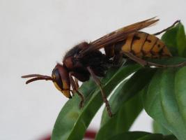 rood horzel wesp Aan groen blad foto