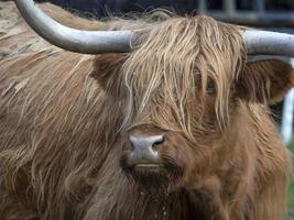 hooglander Schotland harig koe jak detail foto