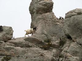 berg geit Aan rotsen in Sardinië foto
