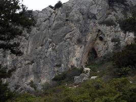 berg geit Aan rotsen in Sardinië foto