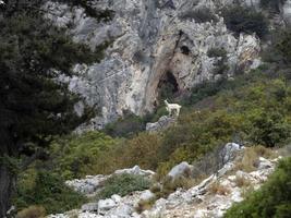 berg geit Aan rotsen in Sardinië foto