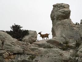 berg geit Aan rotsen in Sardinië foto
