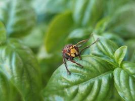 rood horzel wesp Aan groen blad foto