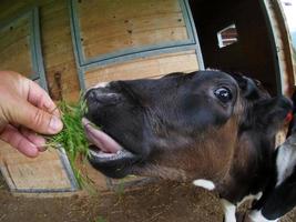jong koe kalfsvlees kalf aan het eten gras van menselijk hand- foto