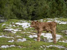 alleen maar geboren baby koe ontspannende in dolomieten foto