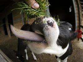 jong koe kalfsvlees kalf aan het eten gras van menselijk hand- foto