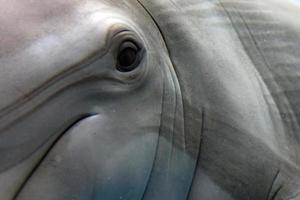 dolfijn dichtbij omhoog portret detail terwijl op zoek Bij u foto