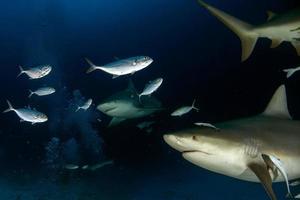 stier haai terwijl klaar naar aanval terwijl voeden foto