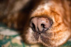 puppy hond neus- macro detail dichtbij omhoog foto