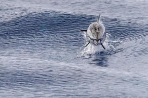gestreept dolfijn terwijl jumping in de diep blauw zee foto