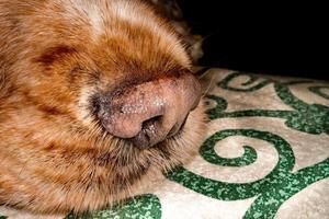 puppy hond neus- macro detail dichtbij omhoog foto