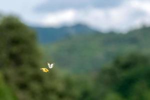 liefde vliegen van vlinder Aan gras achtergrond foto