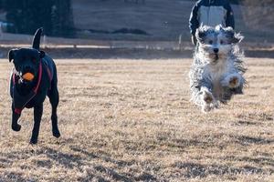 gelukkig hond rennen naar u en spelen Aan gras foto