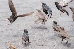 vogelstand vechten voor voedsel dichtbij omhoog detail foto