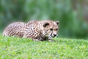 cheeta jaguar ogen portret op zoek Bij u foto