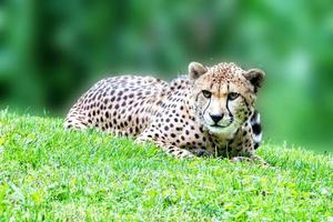 cheeta jaguar ogen portret op zoek Bij u foto