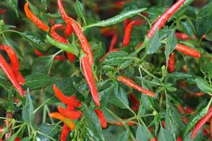 vers rood paprika's in de boom foto