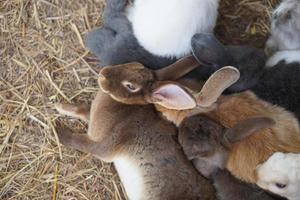 konijn slapen Aan de boerderij foto