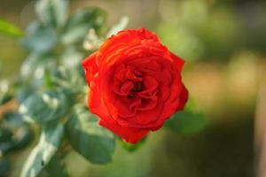 mooi roos bloeiend in de zon foto