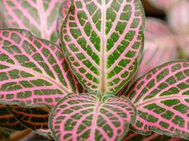 fittonia albivenis is een kleurrijk kamerplant met roze en groen bladeren. foto