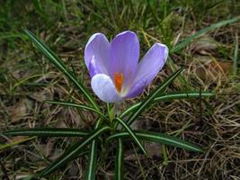 een eenzaam bloesem van voorjaar saffraan foto