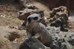 alarm meerkat suricata suricatta staand Aan bewaker dier. foto