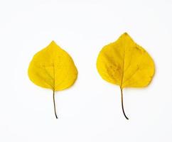 twee geel droog abrikoos bladeren Aan een wit achtergrond foto