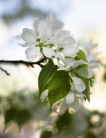 wazig foto. voorjaar bloeiend fruit boom. onscherp toneel- appel bloemblaadjes. foto