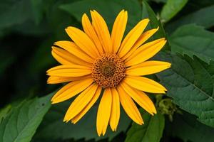 prima wild groeit bloem aster false zonnebloem Aan achtergrond weide foto