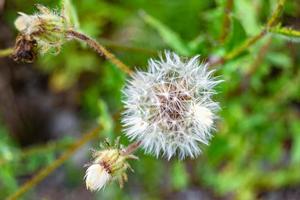 mooi wild groeit bloem zaad paardebloem Aan achtergrond weide foto