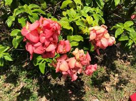 mussaenda of nusa inda roze bloemen dat bloeien foto