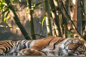 een Bengalen tijger ontspannende foto