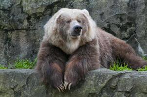 bruin beer op zoek Bij u foto