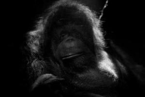 orangoetan aap dichtbij omhoog portret foto