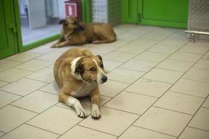 verlaten dier. honden vluchten verkoudheid in gebouw. foto